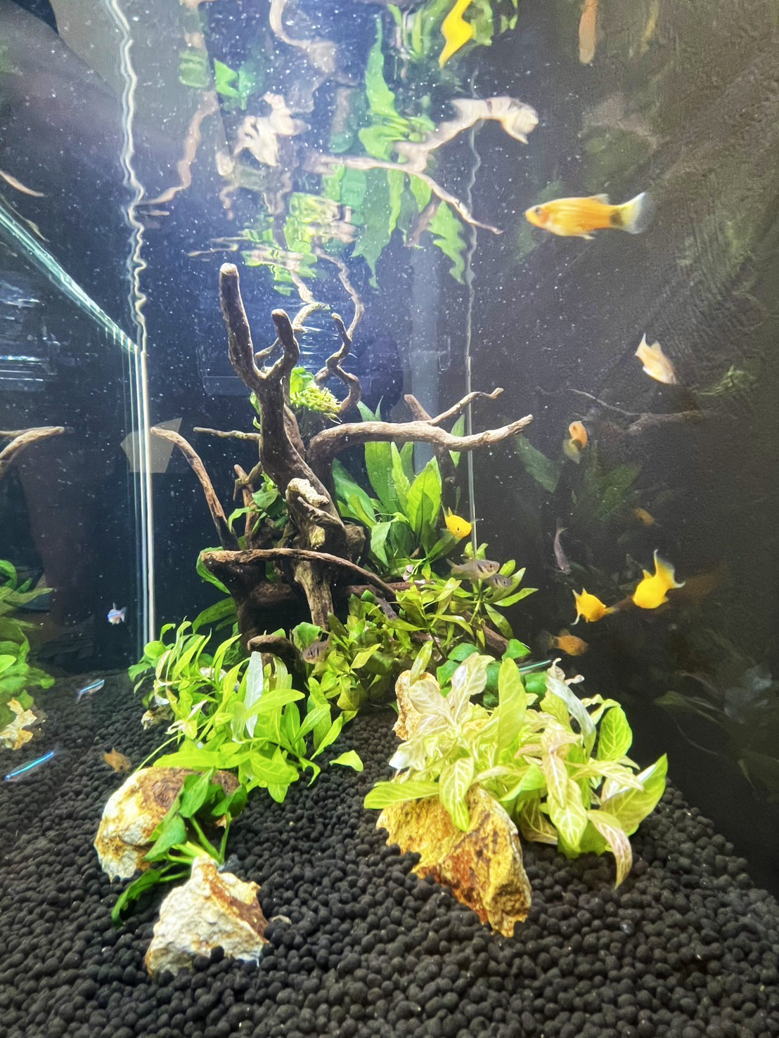 新設した熱帯魚水槽（アップ）