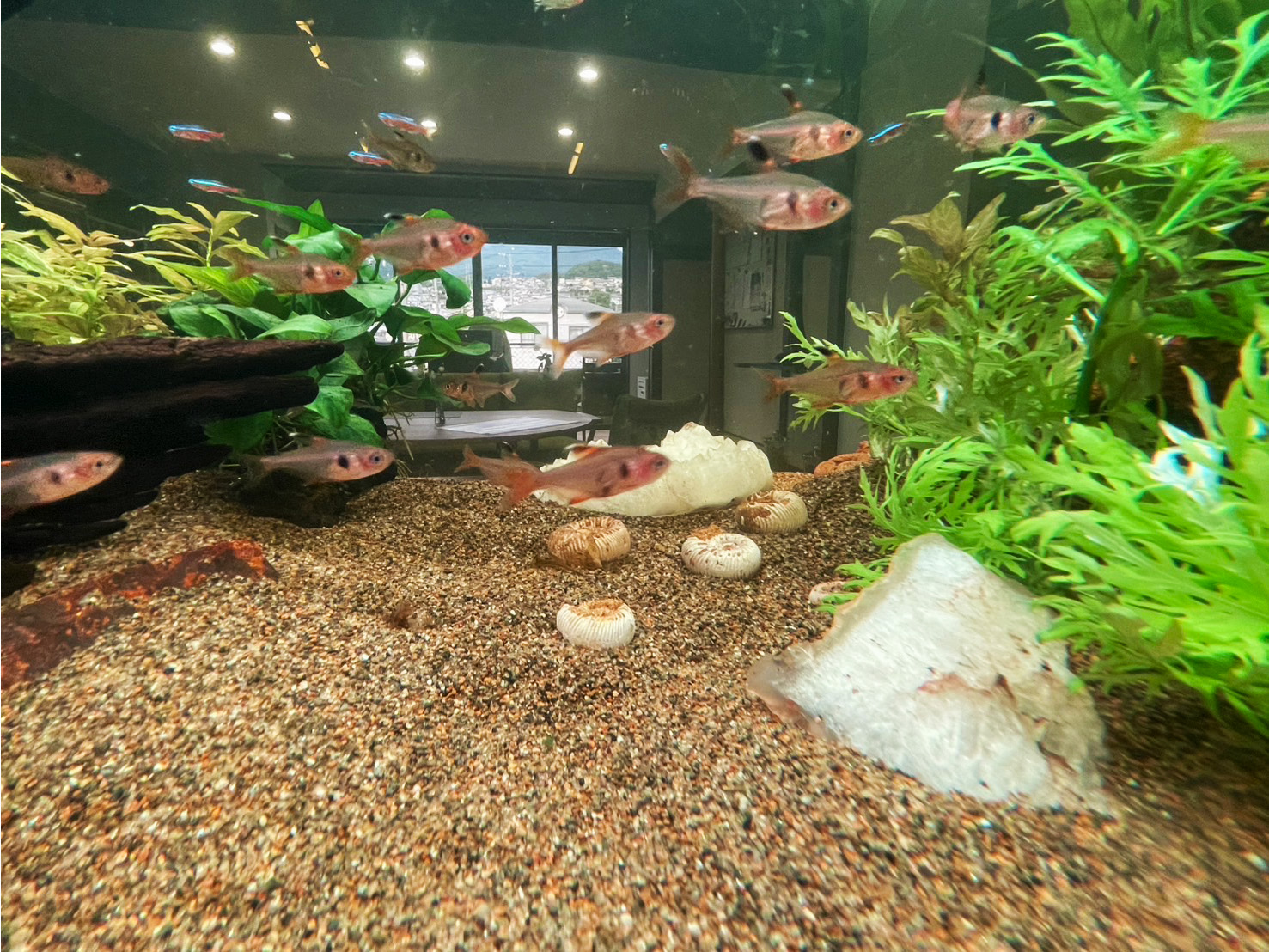 設置後水槽遠景1