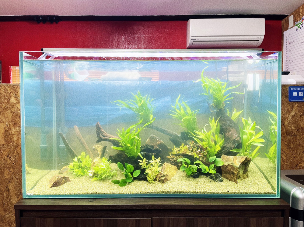 ひだまり様水槽 リセット後 アップ