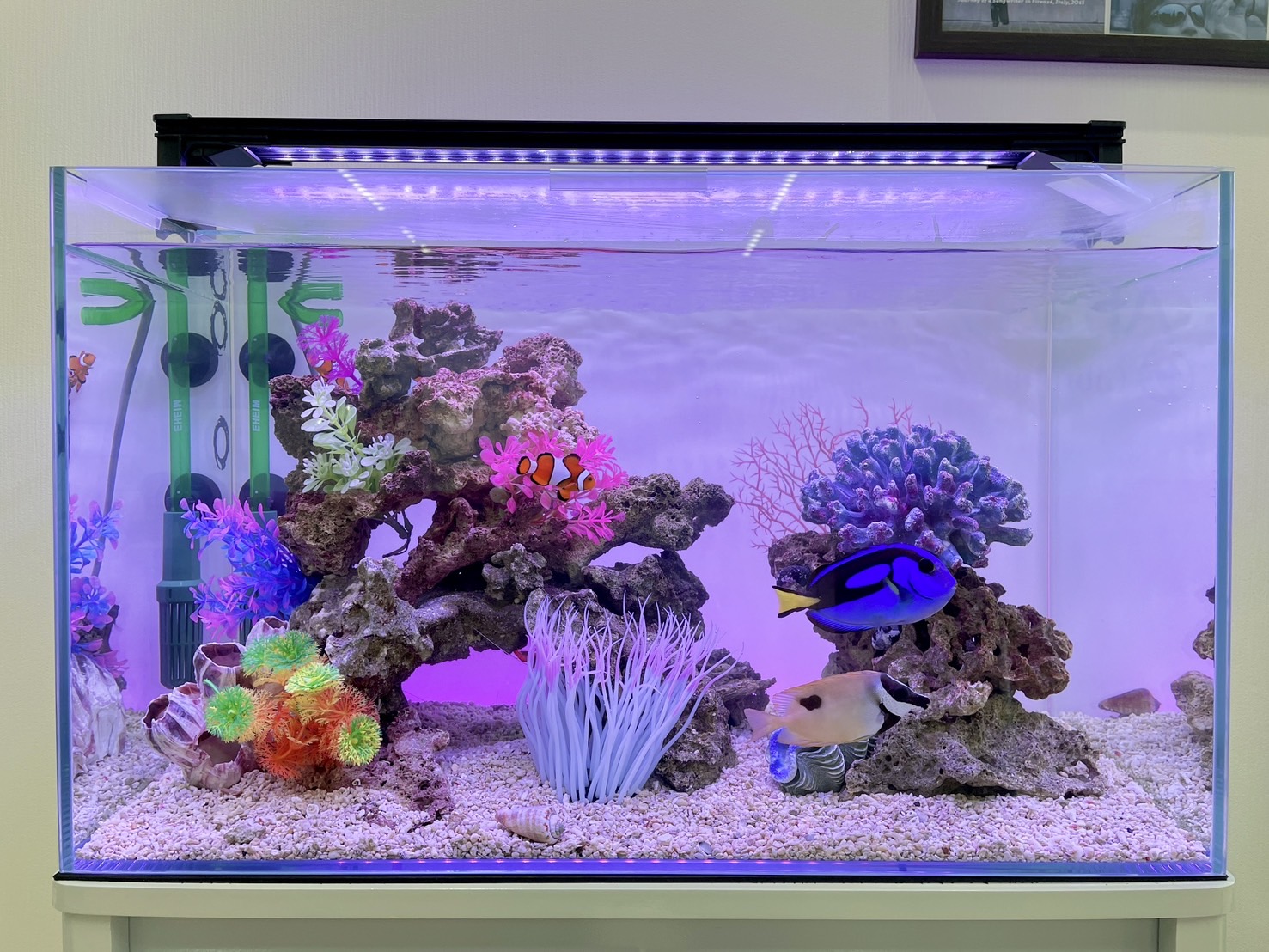 リニューアル後の海水魚水槽