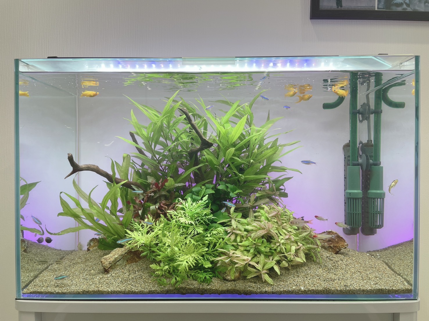 リニューアル前の熱帯魚水槽